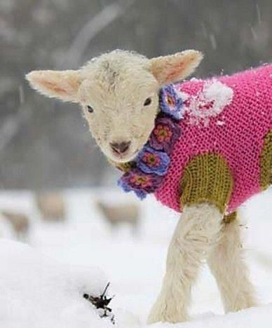 Tout savoir sur la laine qui pique