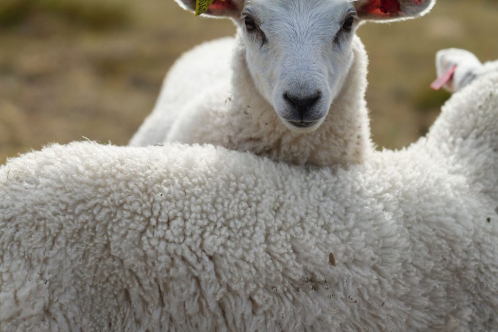 Pétition : Stop à l'utilisation de laine angora qui implique la